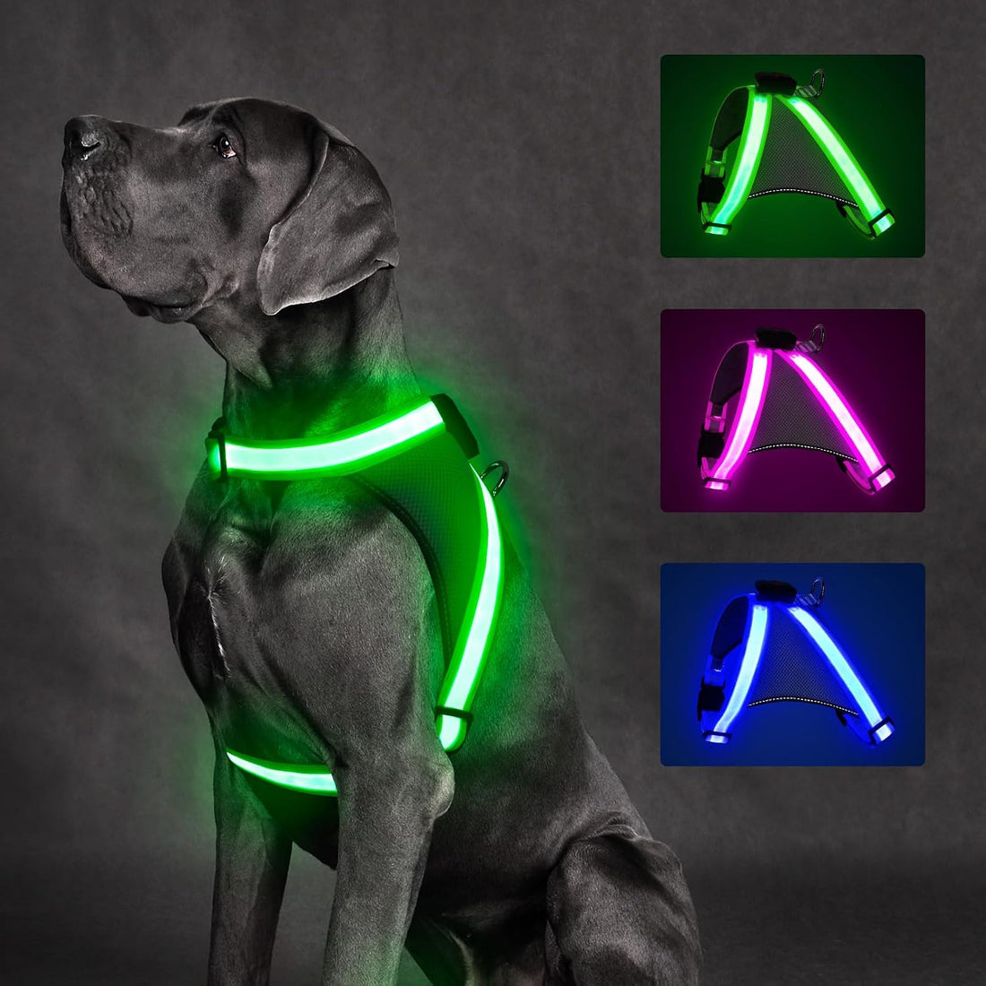 ChalkLit Light Up Dog Harness