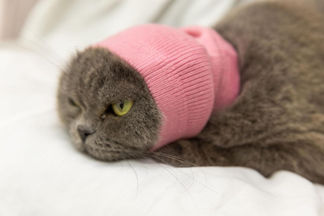 Cat Ear Protector No Scratch Wound Care Pink S