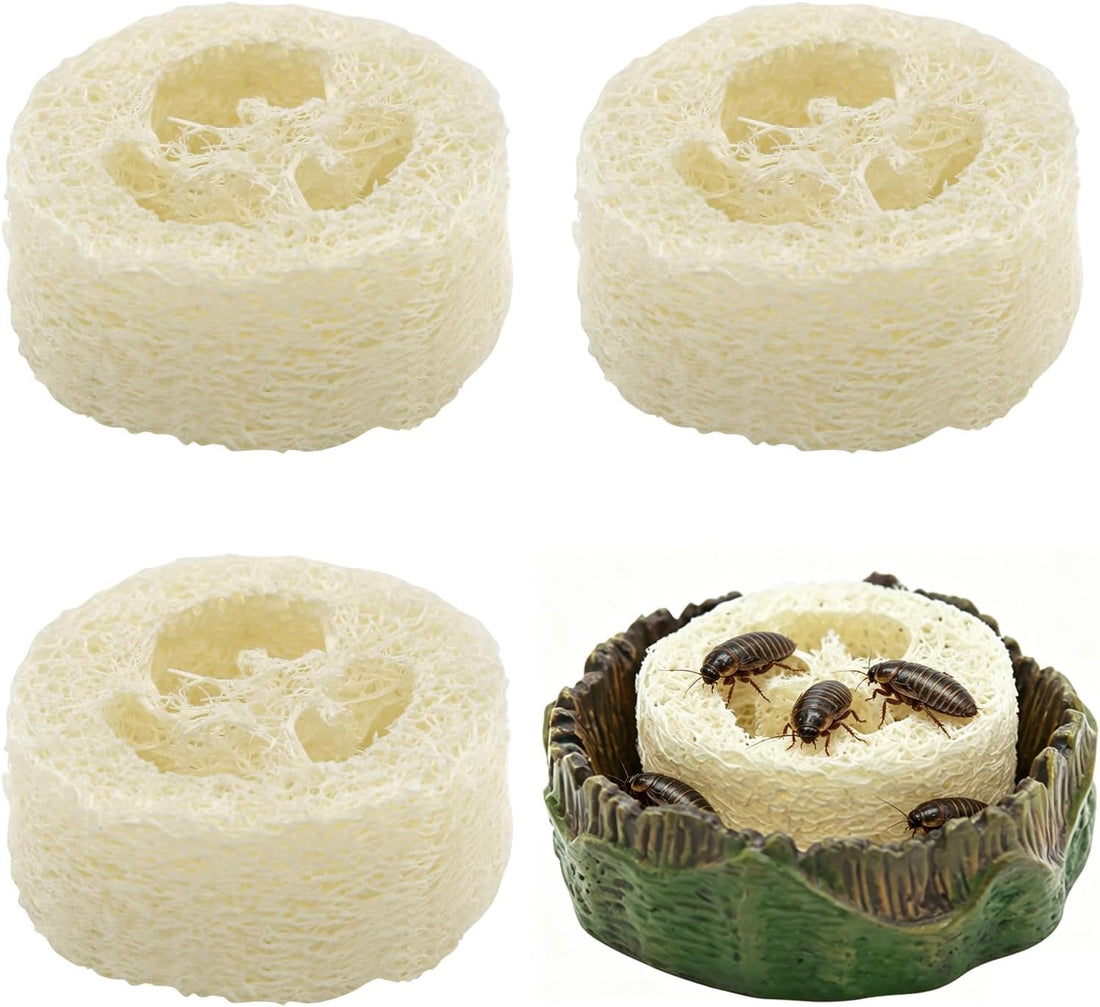 Cockroach Water Basin & 3 Loofah Set