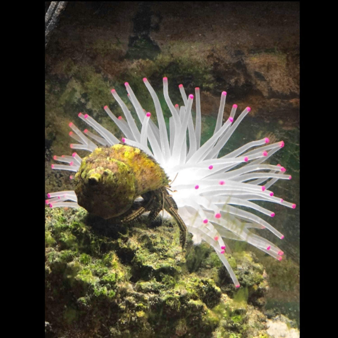 Silicone Sea Anemone Aquarium Decoration Coral Ornament