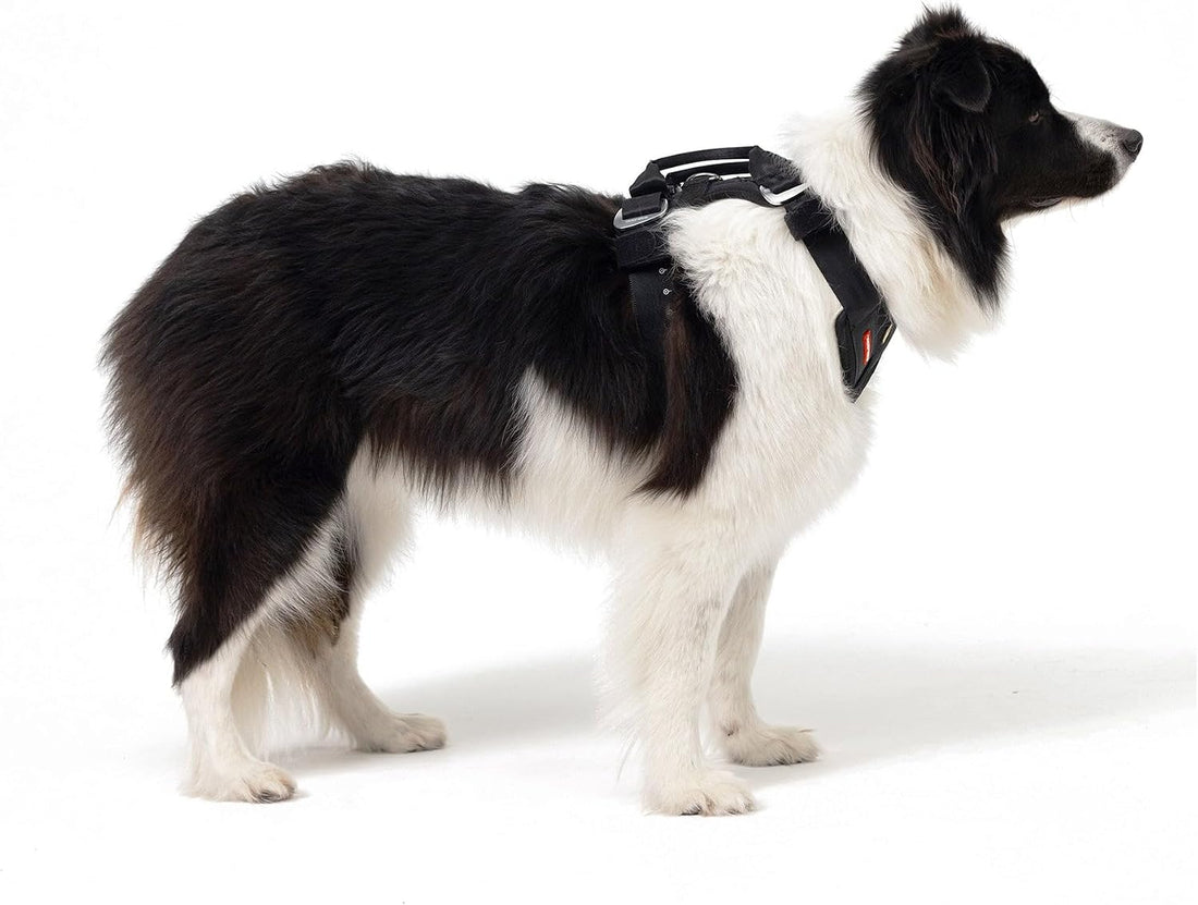 EzyDog Drive Dog Car Harness, Crash Tested and Certified - Medium