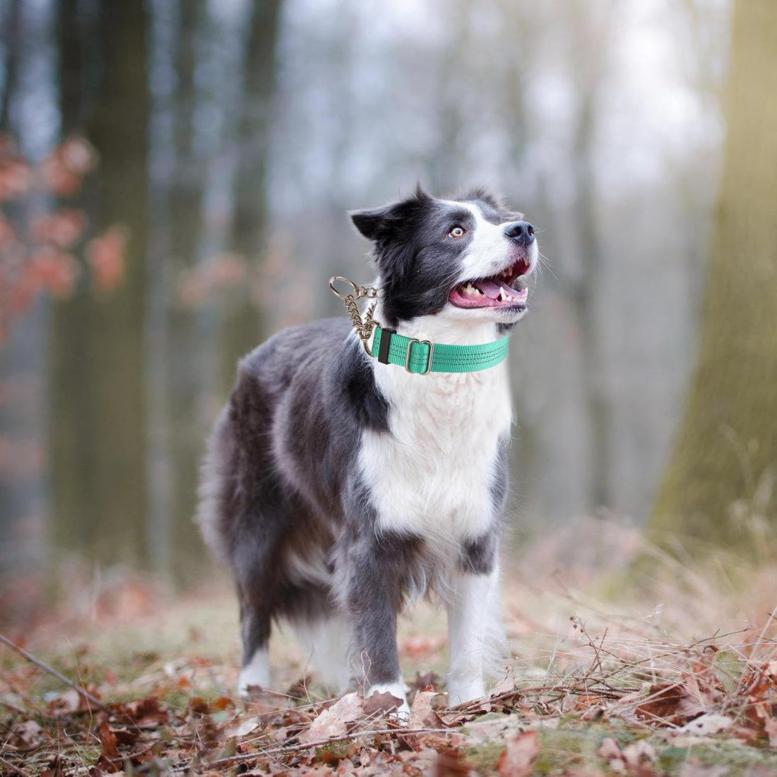 Martingale Collar for Dogs,Escape Proof No Pull, Teal, Large