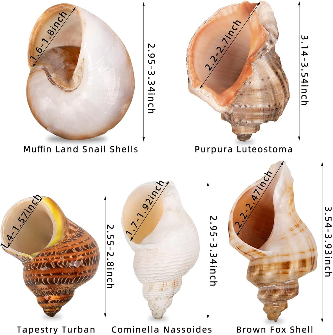 5PCS Large Hermit Crab Shells 2.8"-4" Seashells, Opening 1.5"-2.5"