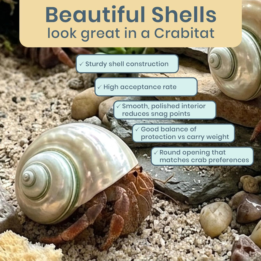Hermit Crab Shells | Turbo Shells