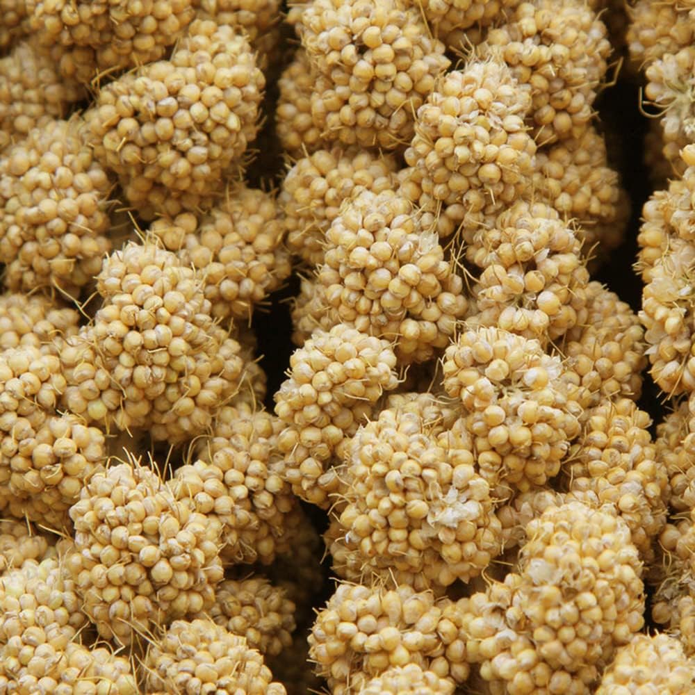 Jmxu's Spray Millet Treat for Birds Parakeets