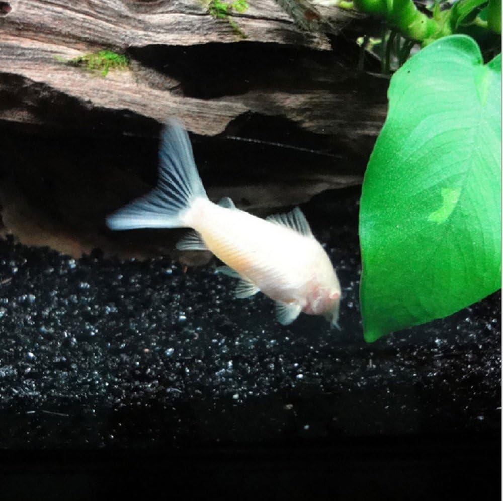 Hewnda 1 LB Natural Black Sand Aquarium Substrate