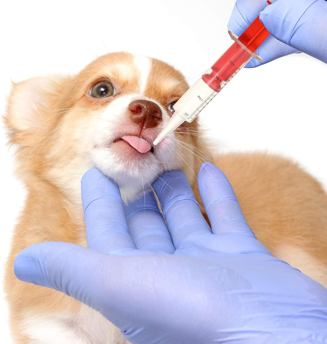 Patelai 4 Pcs Pill Shooter Pet Medicine Feeder