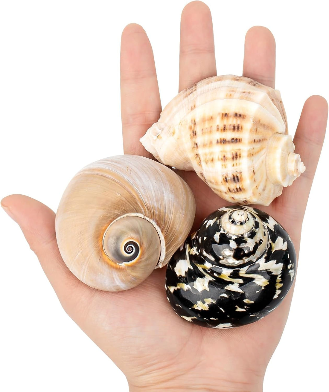 QICQDRAM 3PCS Hermit Crab Shells 2.9~3.3'' Large Seashells 1.2~2''