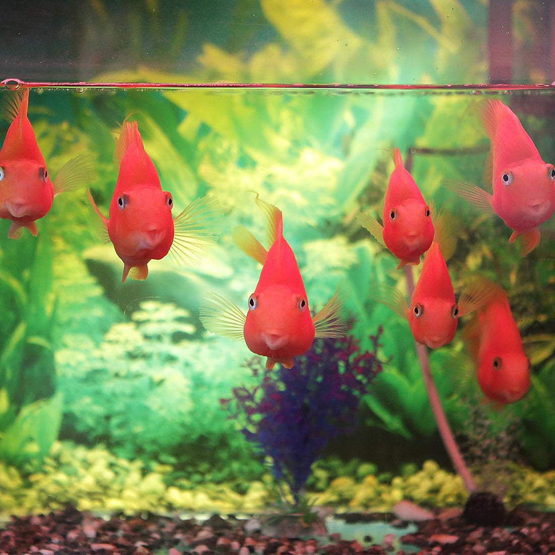 AQUANEAT Fish Tank Breeder 2 pcs Large Mesh Net Fry Saver Aquarium