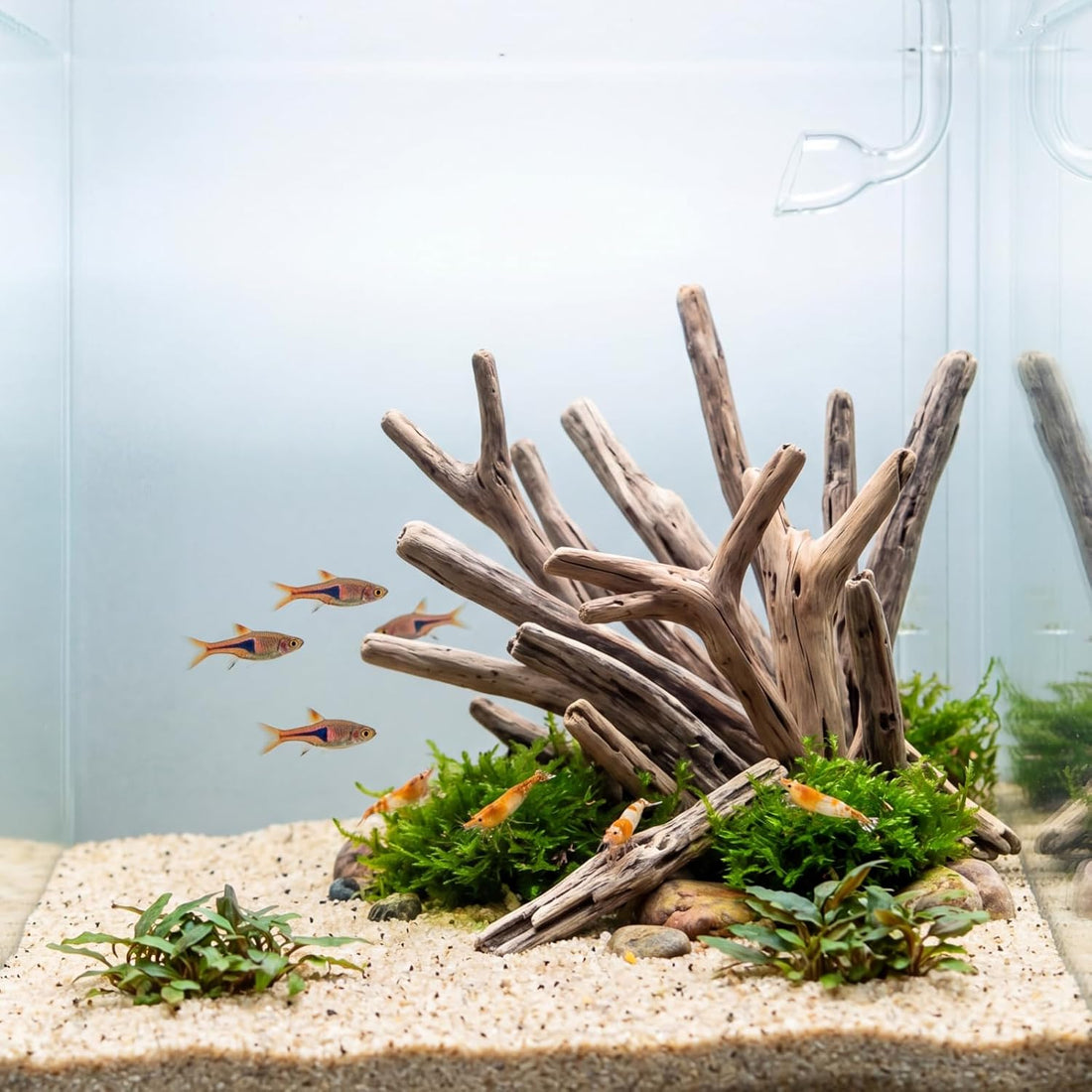 Novabright 20 Pcs Natural Driftwood Branches