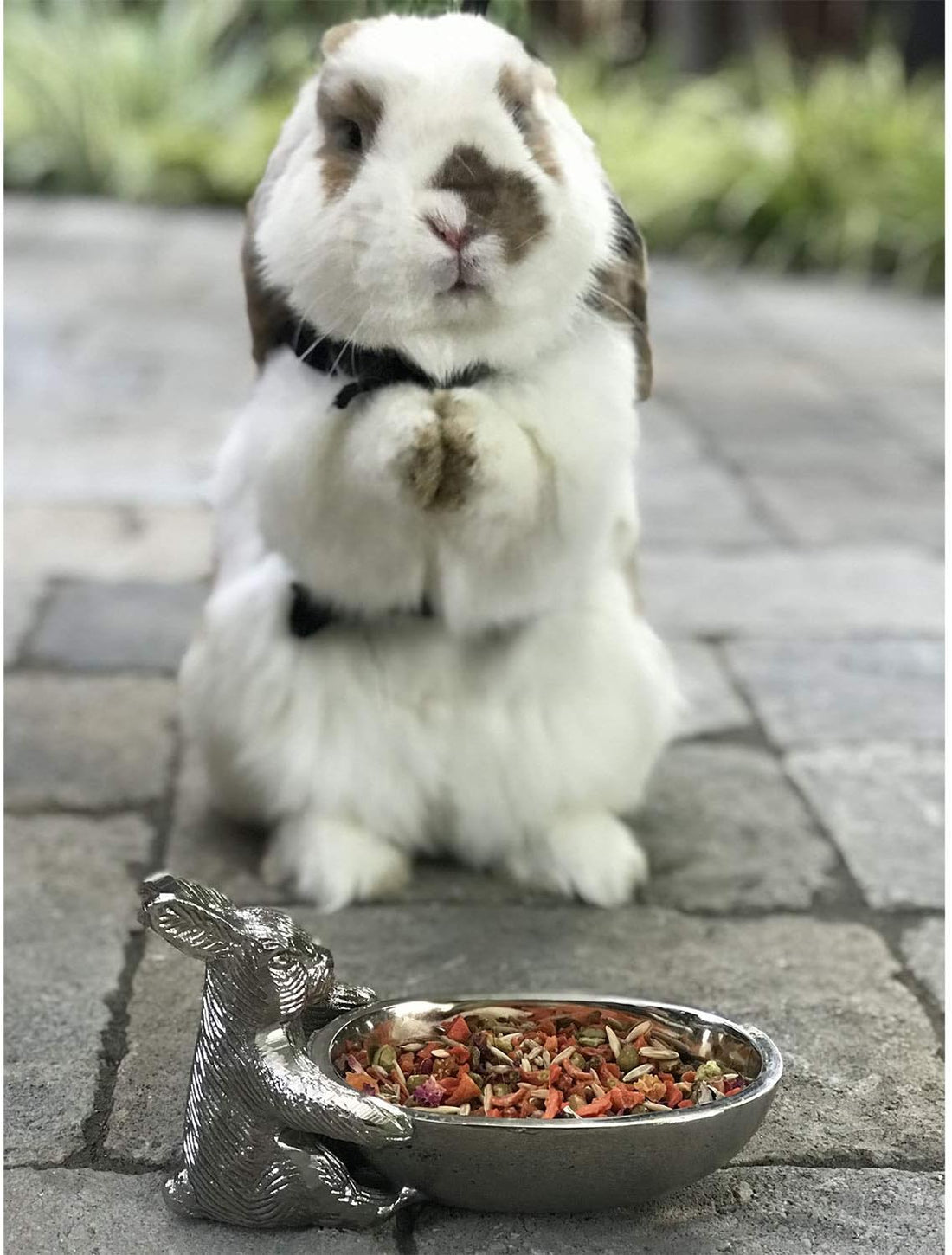 Herbivore Treat - Healthy Natural Mixed Treat - Sweet Potatoes