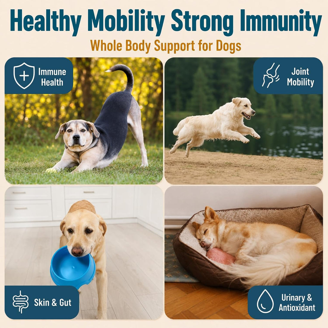 Turkey Tail Mushroom for Dogs, Immune & Joint Supplement for Dog