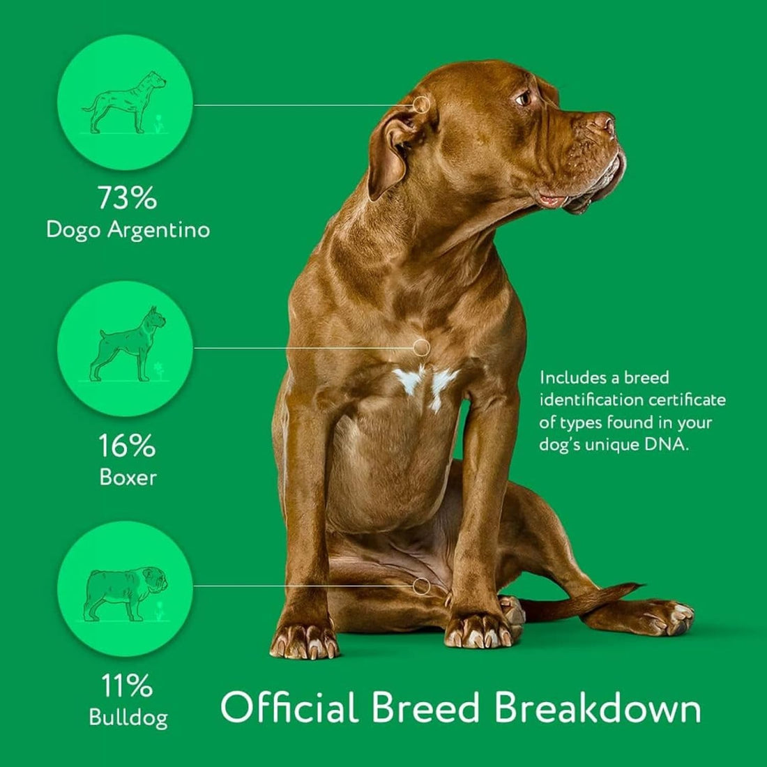 DNA MY DOG – Ultimate Health & Breed Bundle