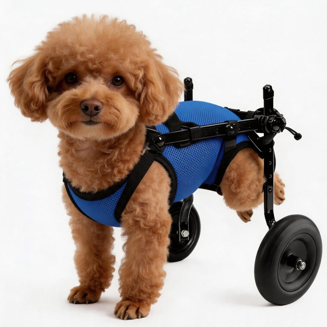 Rear Wheels Mobility Aid Cart Dog Wheelchair for Back Legs, M