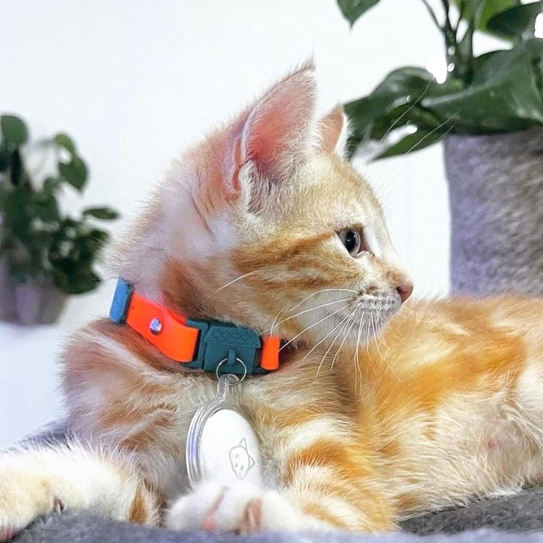 Kittyrama Tangerine Cat Collar with Bell. Breakaway Collar. Won't Rub