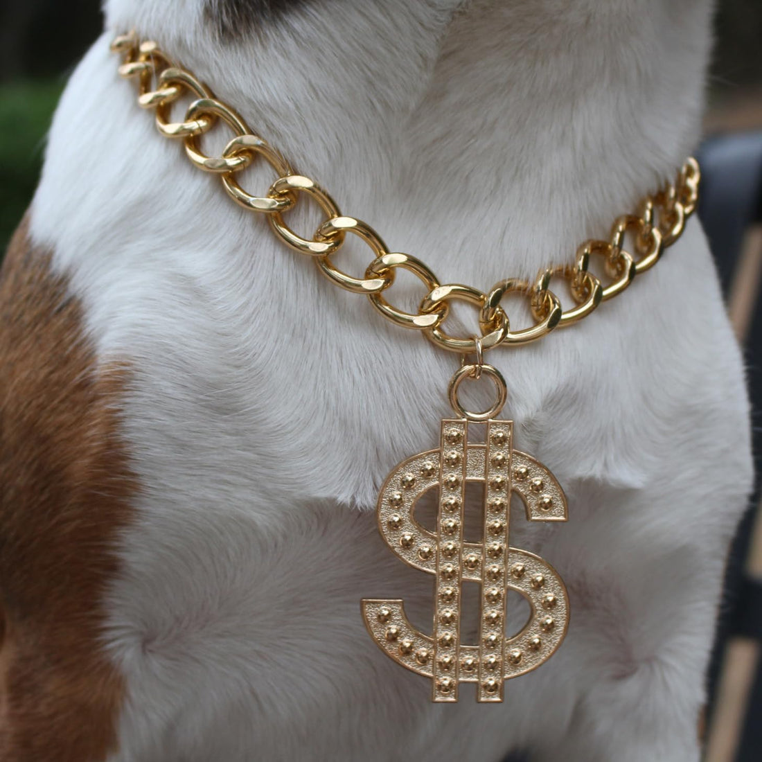 Cute Adjustable Pet Gold Chain with Dollar Pendant