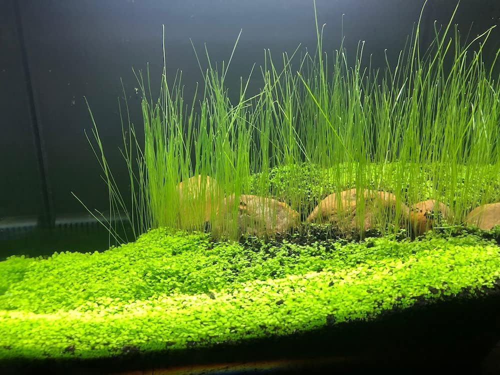 3 Bags Aquarium Plant S.e.e.d set, not aritifical plastic