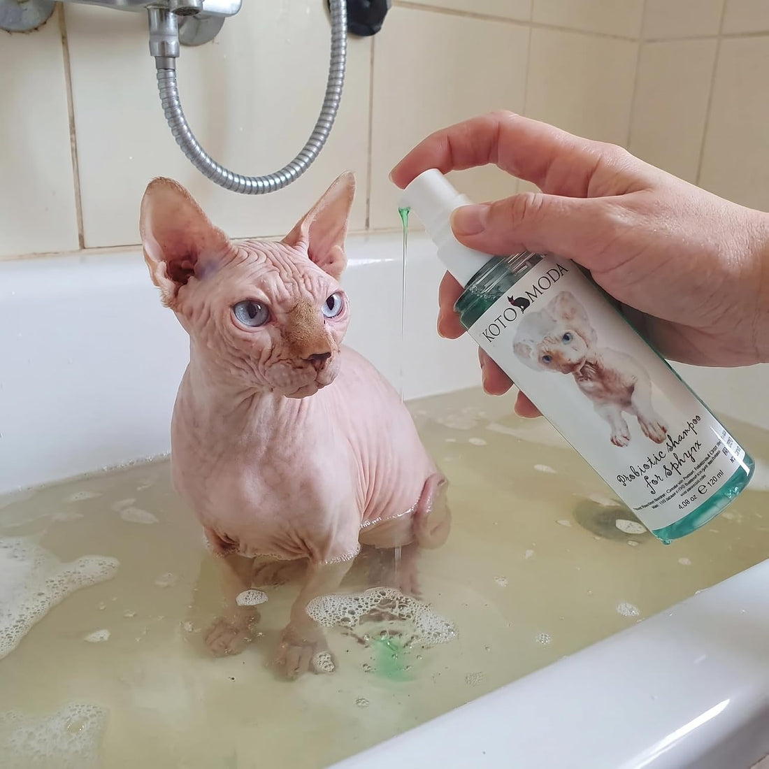 Kotomoda Probiotic Shampoo for Sphynx Cats