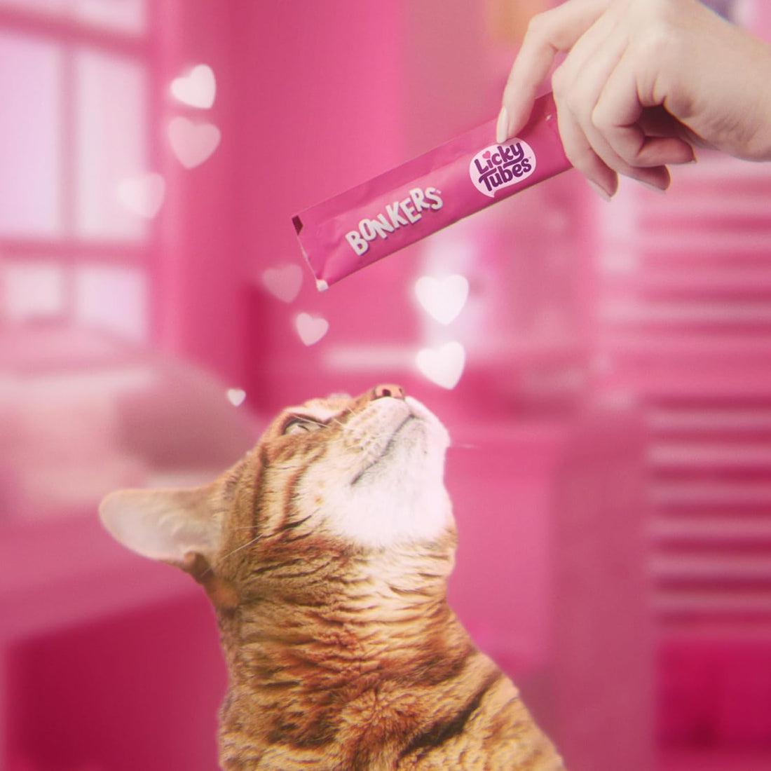 Bonkers Licky Tubes Chicken, Salmon