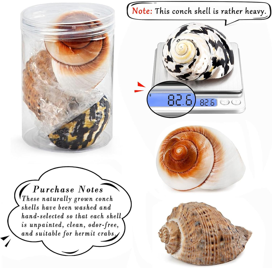 QICQDRAM 3PCS Hermit Crab Shells 2.9~3.3'' Large Seashells 1.2~2''