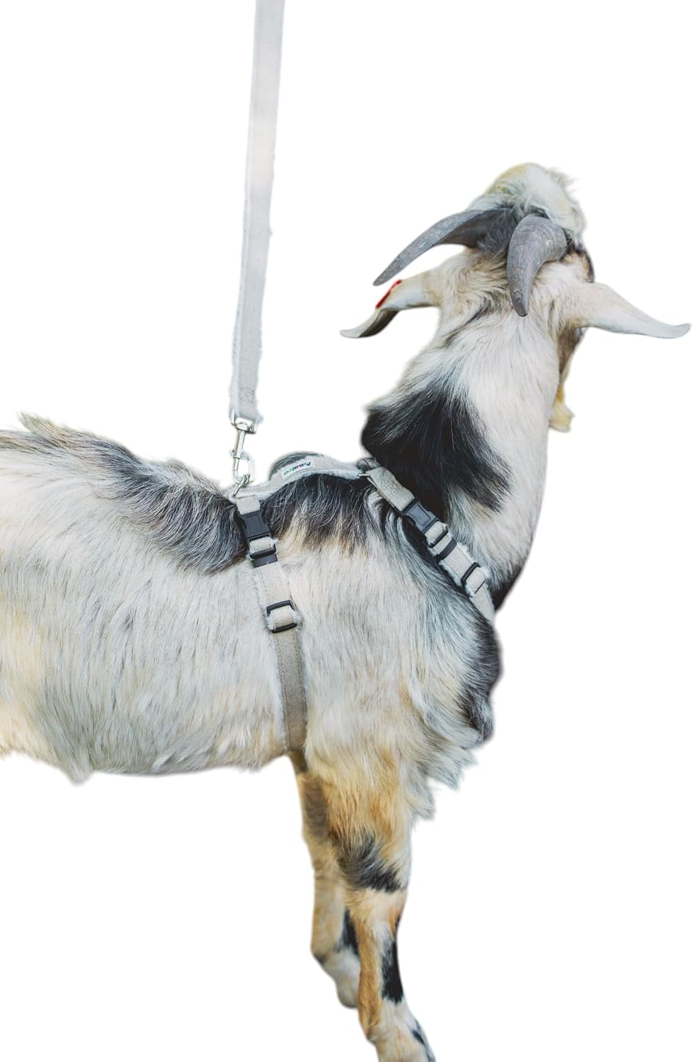 Asatre Hemp Goat Leash, 6 Ft Fleece-Lined Leash for Goats & Sheep