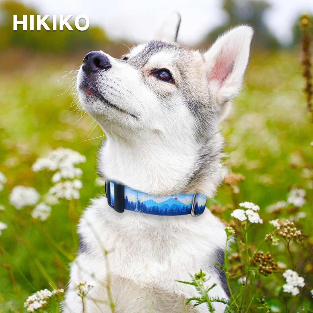 Hikiko Martingale Collar for Dogs with Special Pattern,Adjustable,M