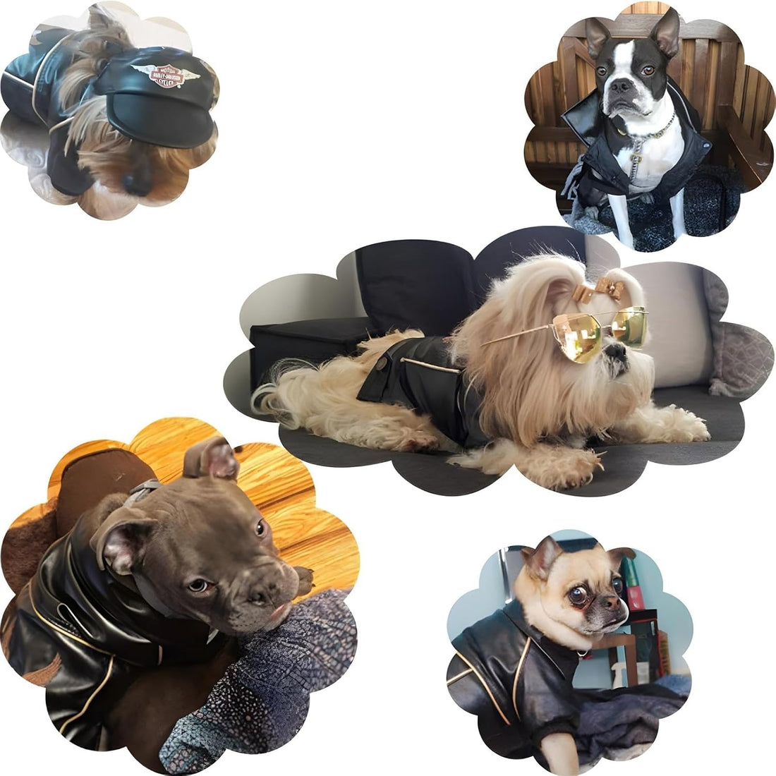 NIULA Dog Leather Jacket - Cute Leather Dog Jackets Motorcycle