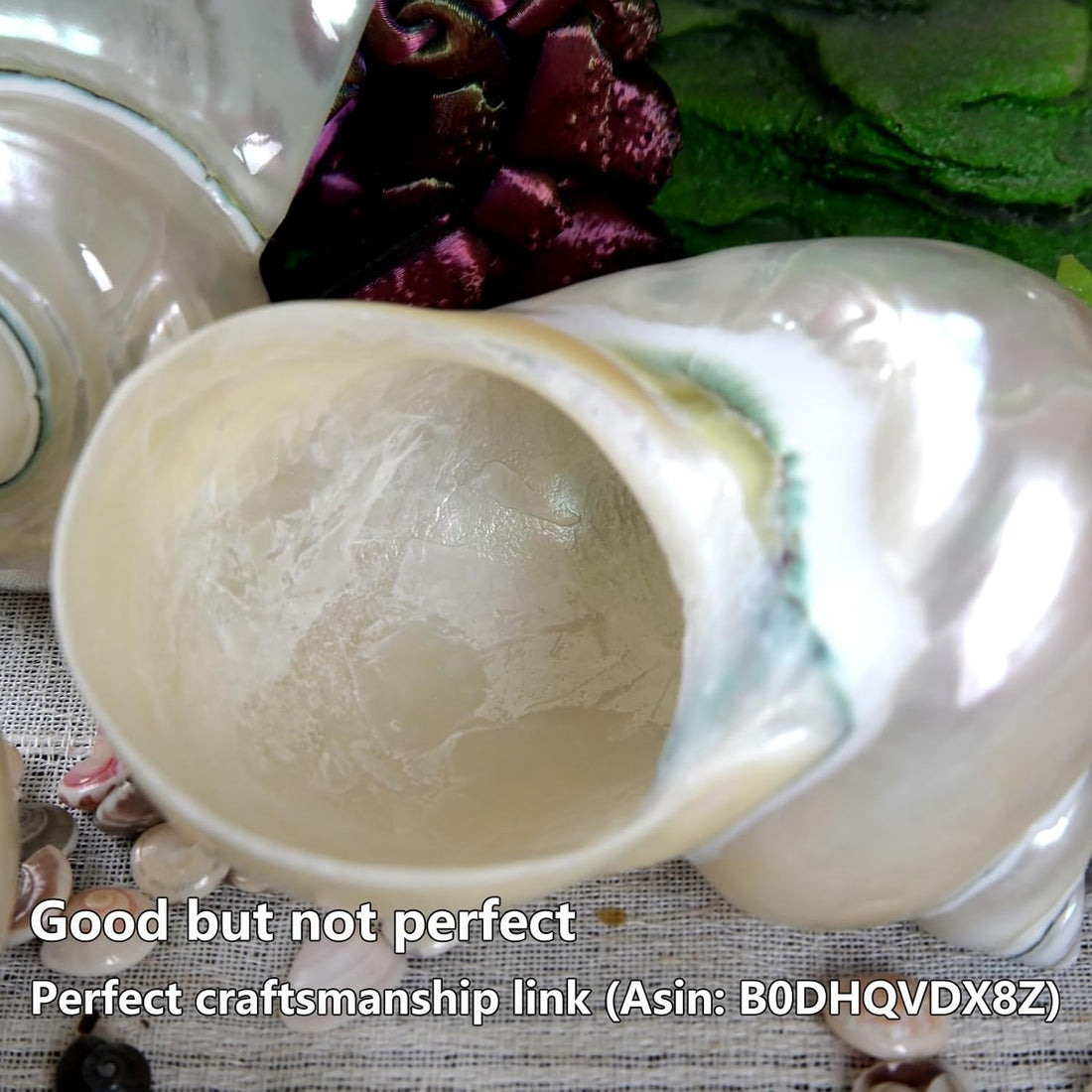 2pcs Large Hermit Crab Shells, Natural Big Turbo Seashells, White XXL