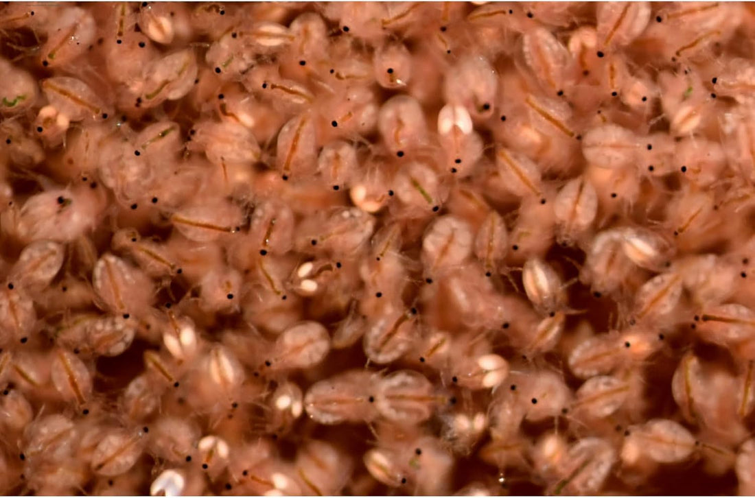Two Capsule Moina MACROCOPA Water FLEA Eggs Alive Fresh