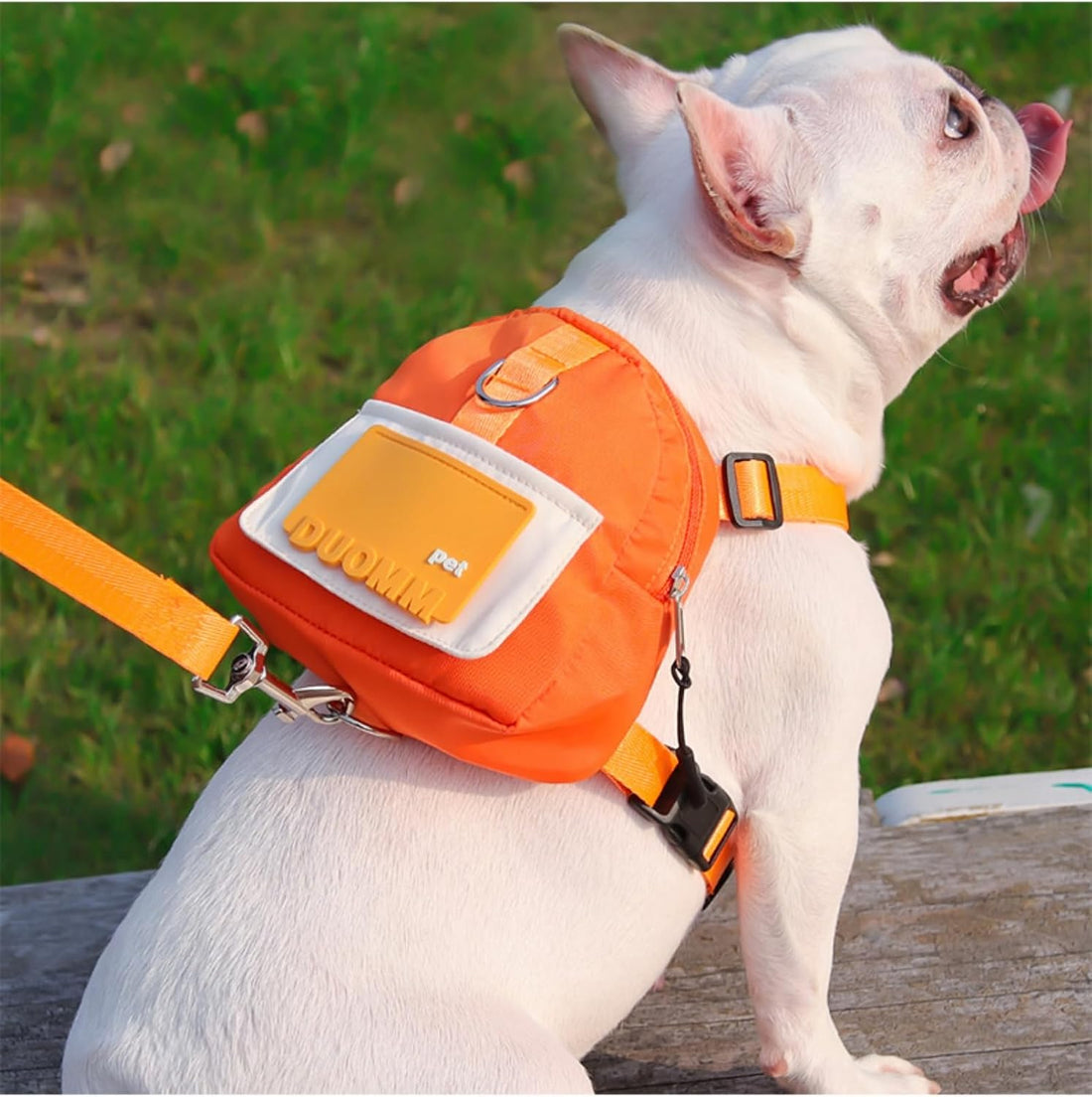 Backpack for Small Dogs to Wear,Dog Backpack with Leash