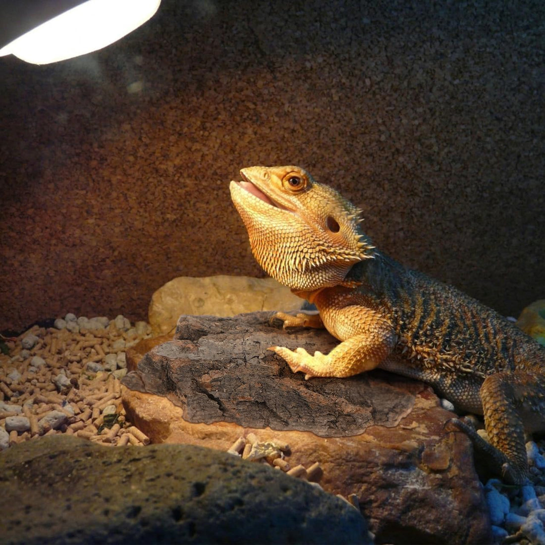 4pcs Natural Cork Bark for Reptiles