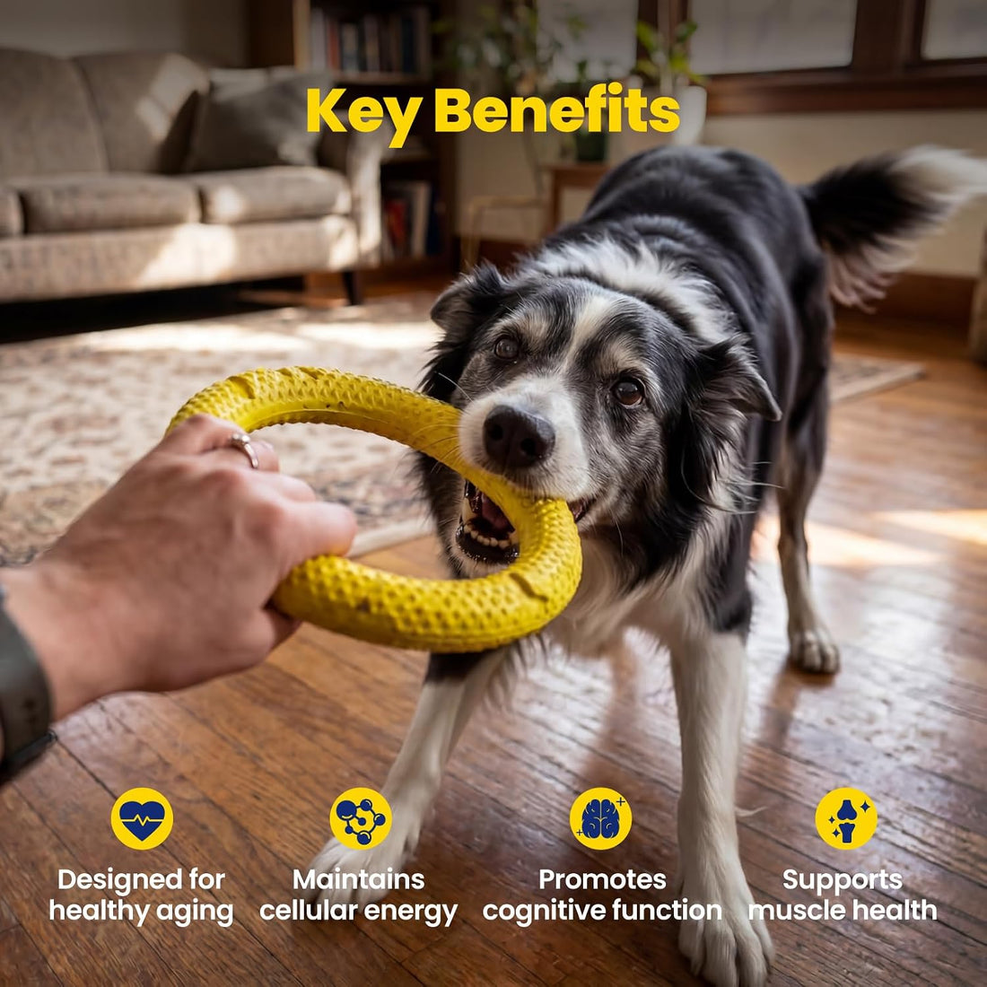 Boops Pets NAD+ Precursor & Senior Dog Supplement - 90 Soft Chews