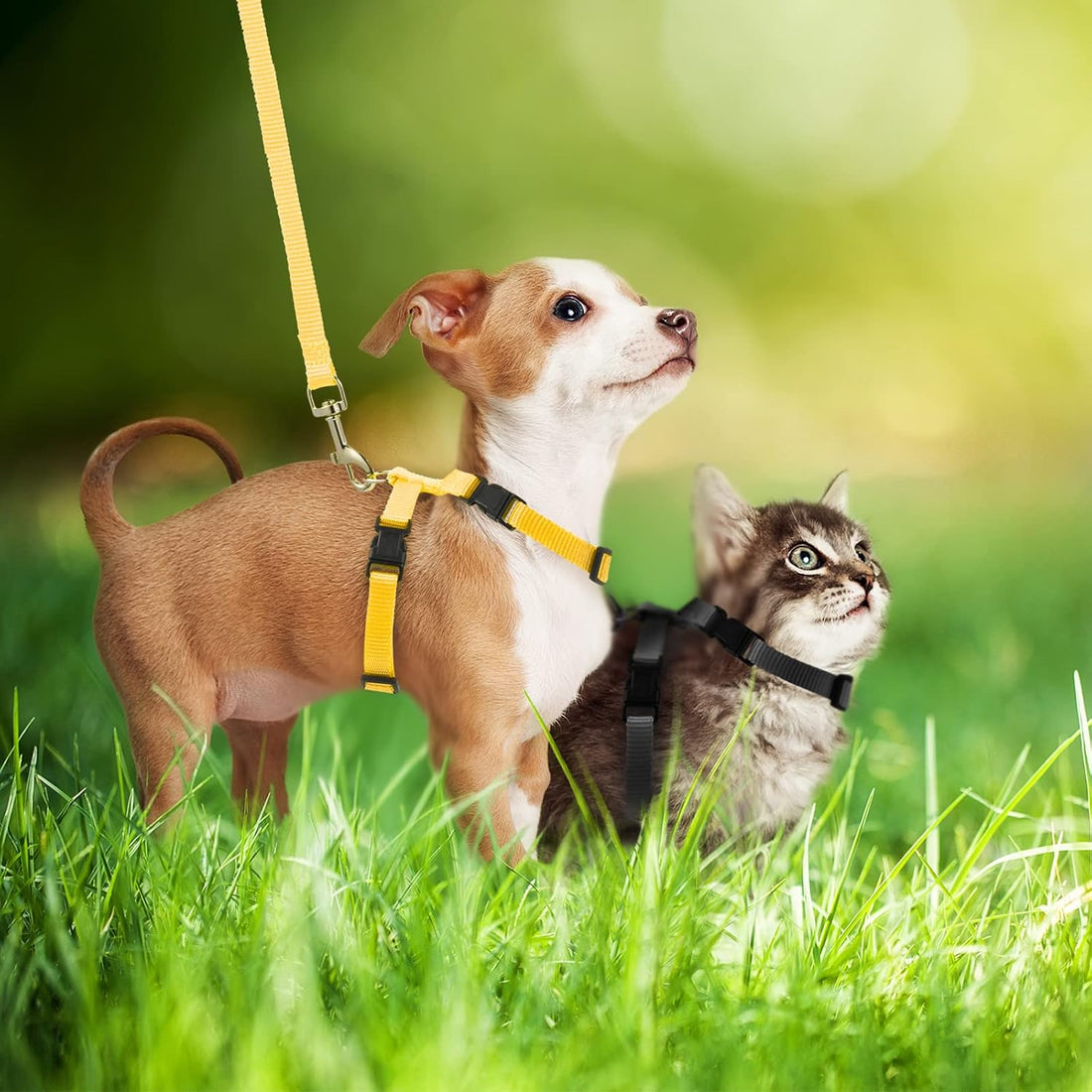 Outus 5 Pieces Adjustable Rabbit Harness and Leash Set