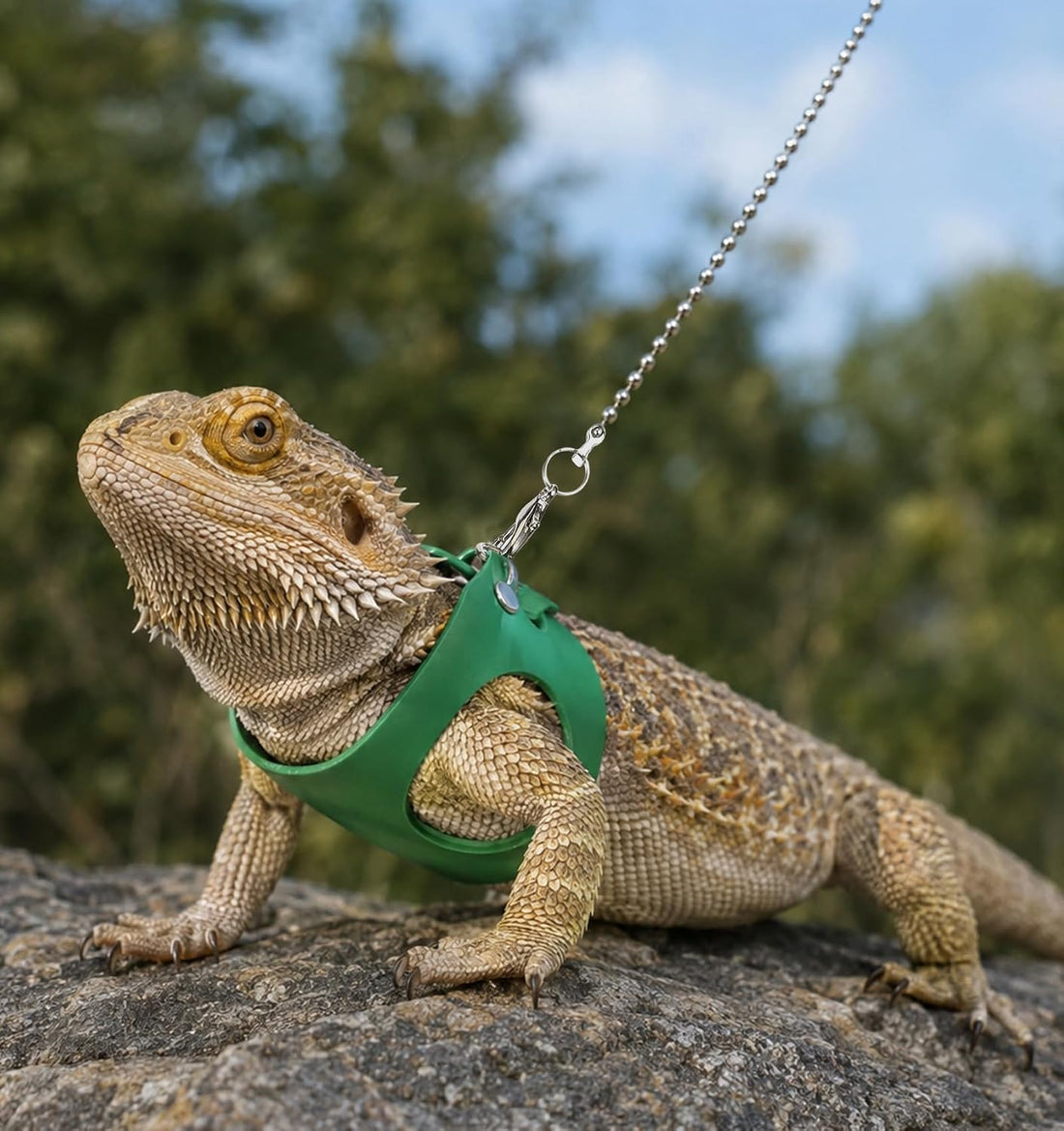 3 Pack Bearded Dragon Leash Set