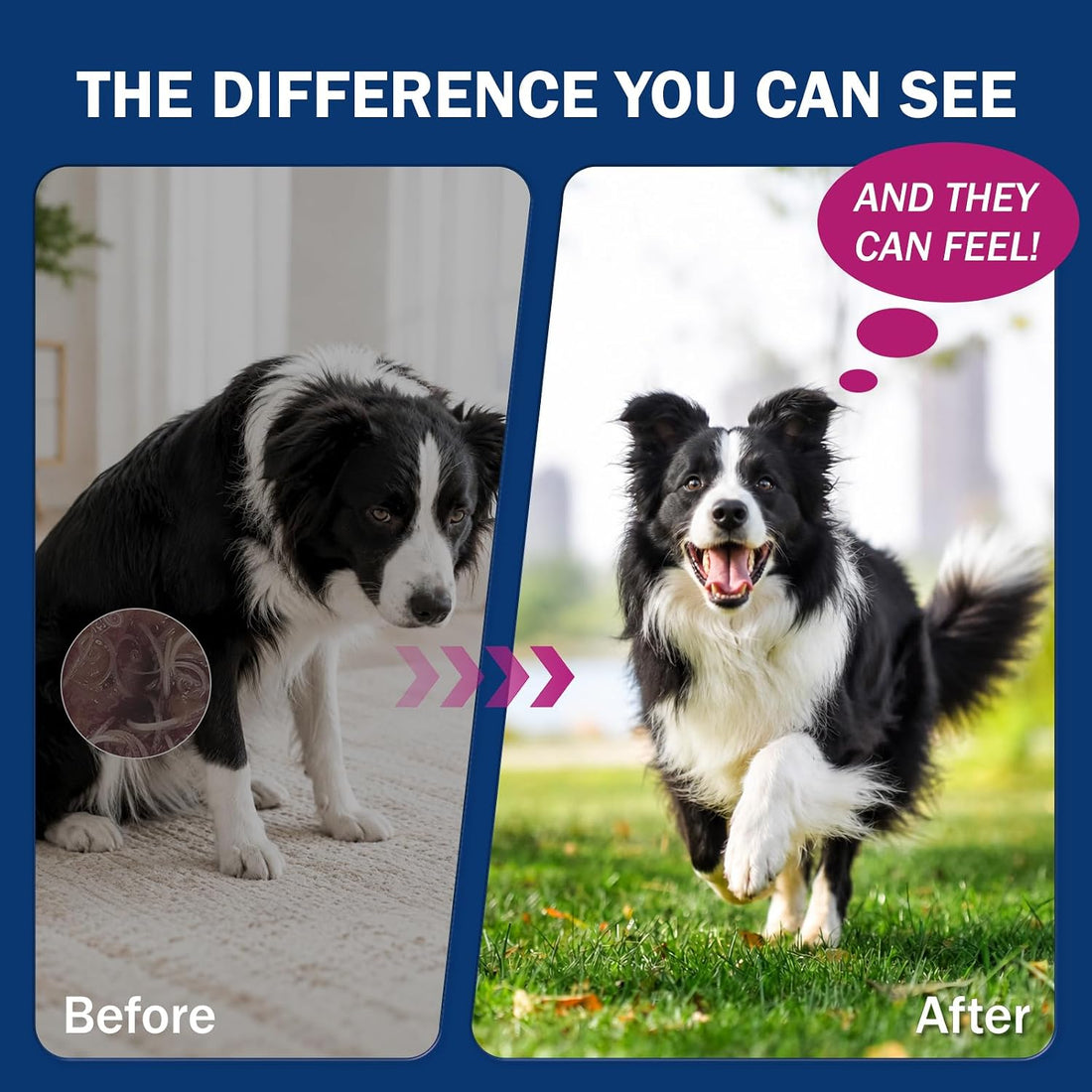 Dewormer for Dogs, Praziquantel & Pyrantel Pamoate