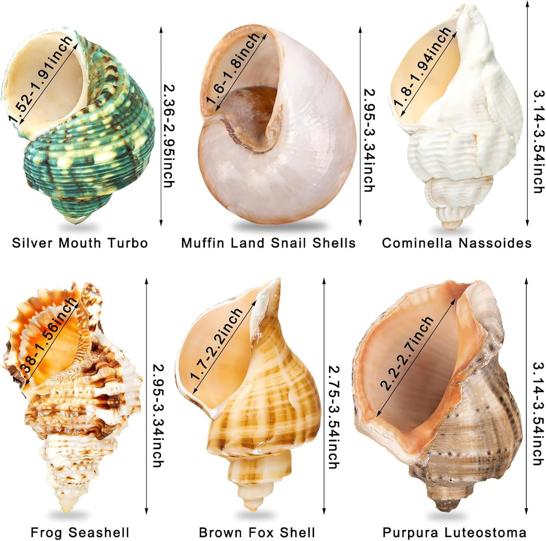 6PCS Hermit Crab Shells Medium to Large 2.3"-3.5" Shells