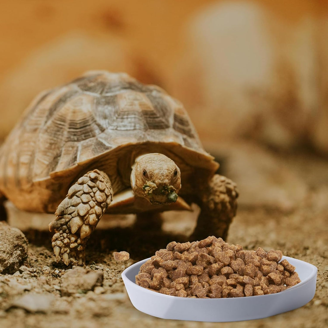 COMSUN 4 Pack Small Reptile Food Dish Bowl