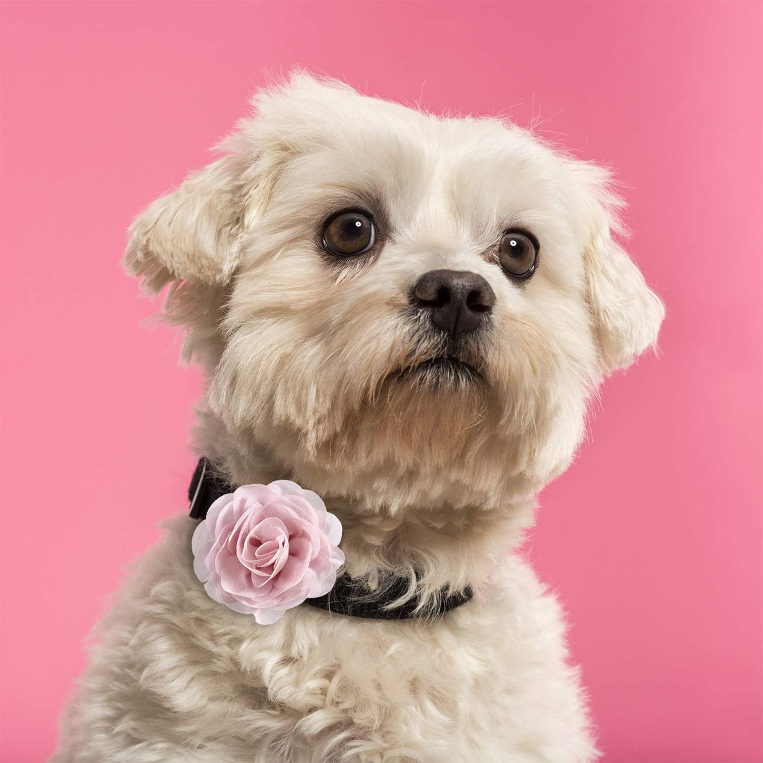 WILLBOND 26 Pcs Dog Collar Flowers Multicolor Pet Charms Flower 5 cm