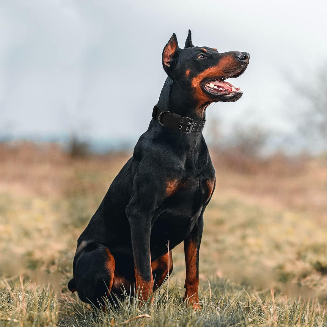 Tactical Dog Collar Heavy Duty Metal Buckle Collars for Medium Large