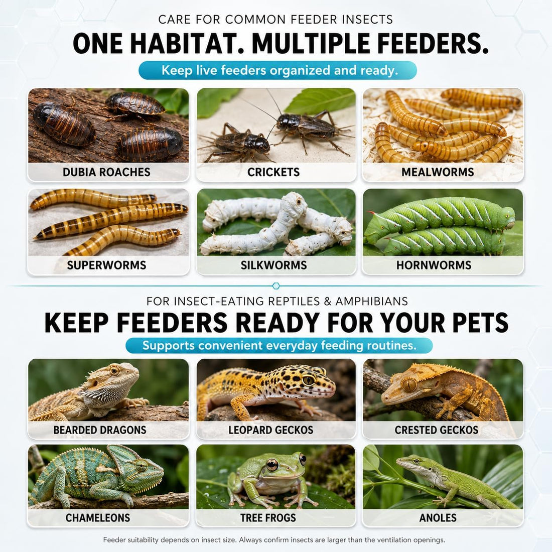 Cricket Keeper for Reptiles, Dubia Roach Enclosure