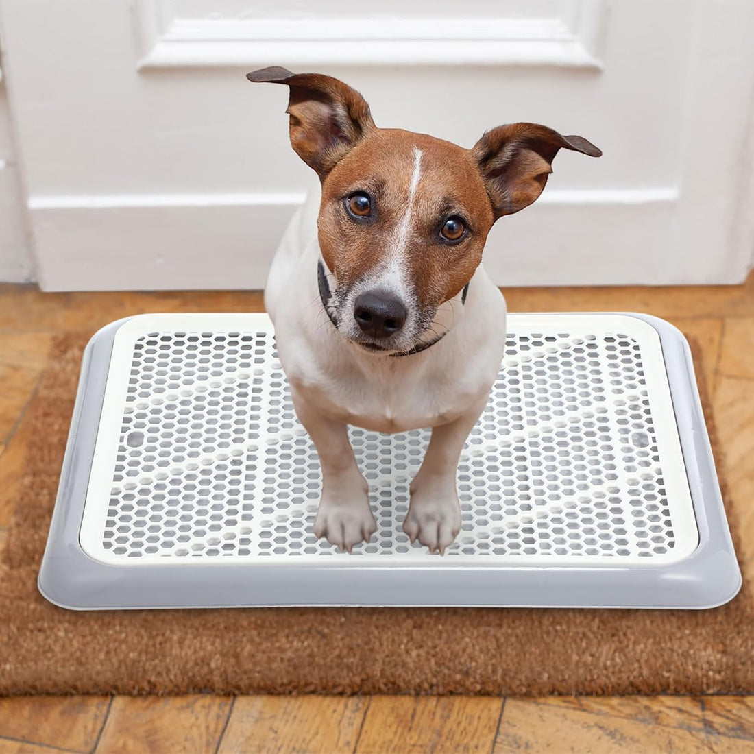 Mifoci 2 Pcs Dog Potty Tray, Mesh Puppy Training Pad