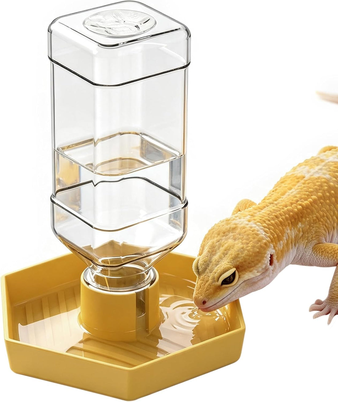 Reptile Water Dispenser Bowl for Bearded Dragon Tortoise