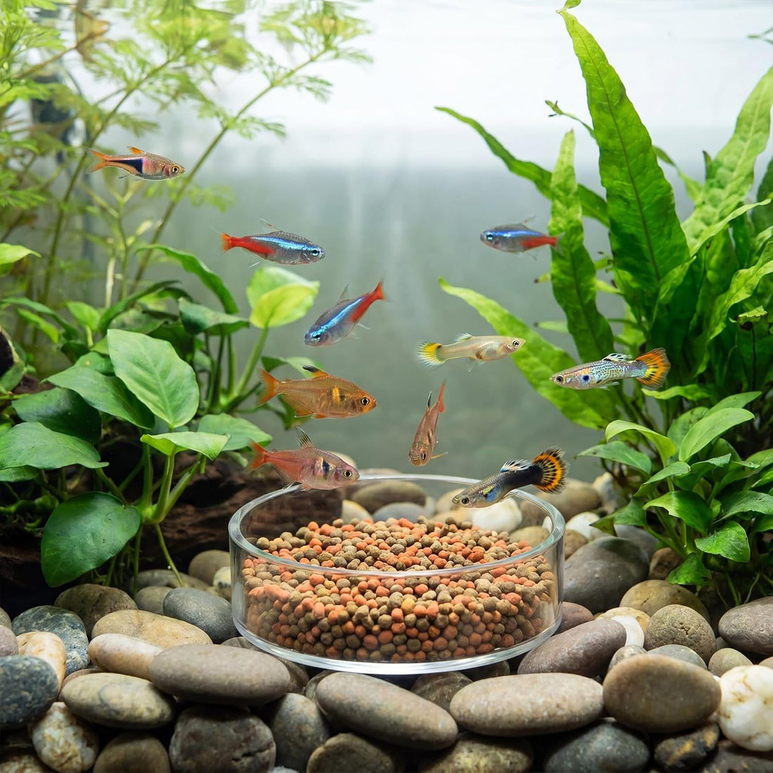 4 Pcs Shrimp Feeding Dish, Fish Tank Feeder 65mm and 85mm