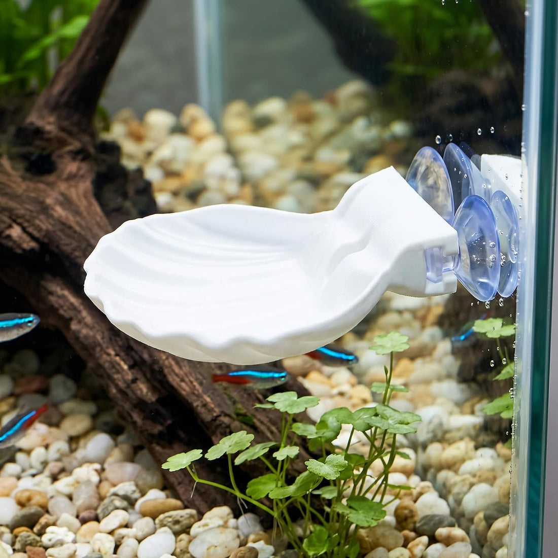 Betta Fish Hammock Shell, Shell Bed with Strong Suction Cup (White)