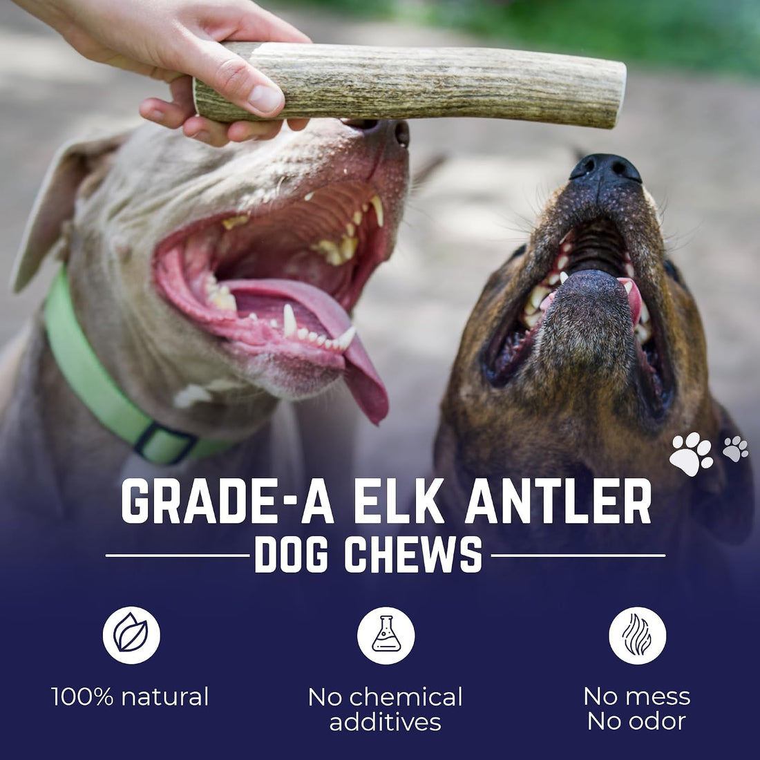 Devil Dog Pet Co. Elk Antlers for Dogs