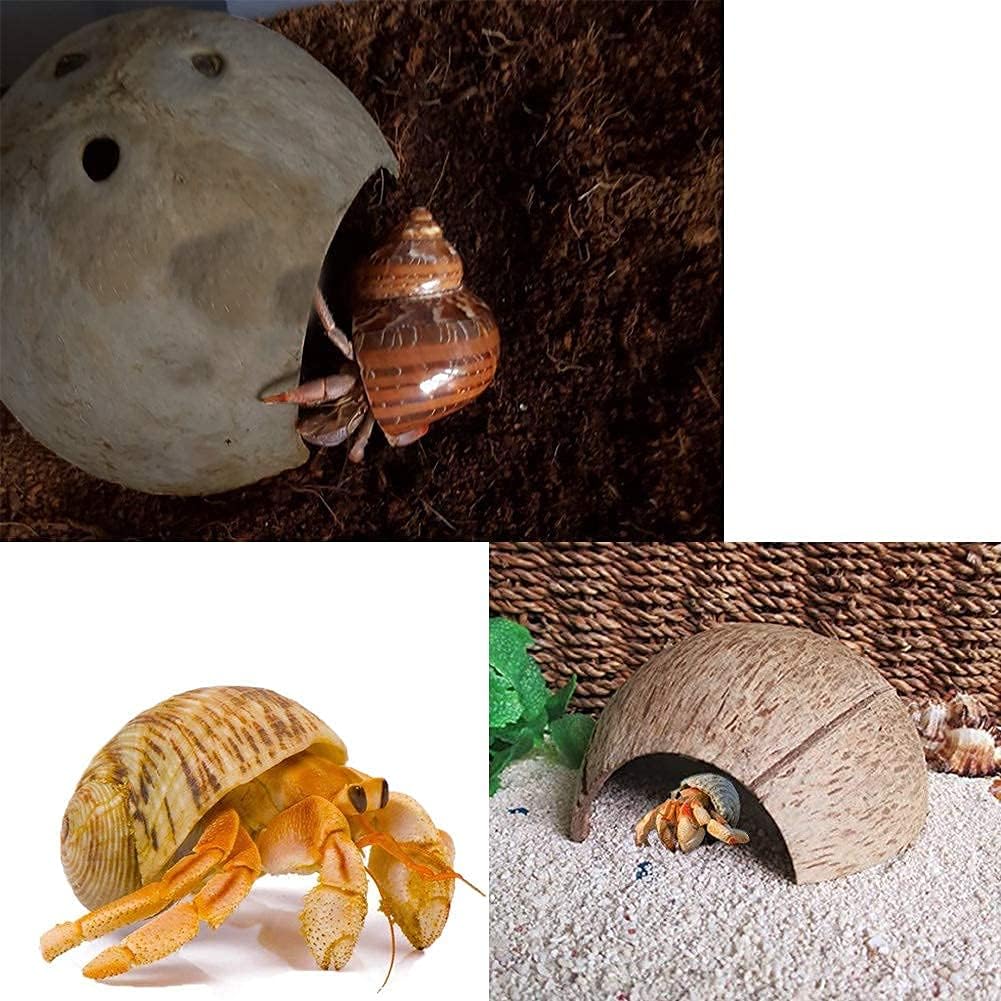 SINKOO 16PCS Hermit Crab Shells Growth, Hermit Crab Coconut Hut