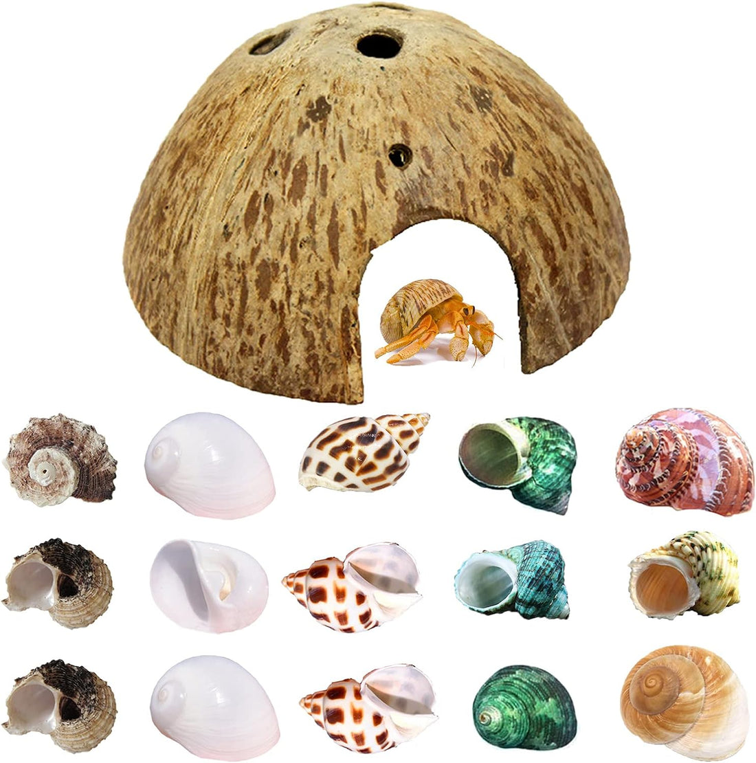 SINKOO 16PCS Hermit Crab Shells Growth, Hermit Crab Coconut Hut