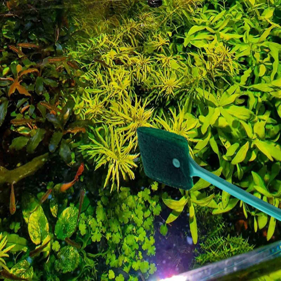 3 PCS Double-Sided AOODOOM Aquarium Fish Tank Algae Cleaning Brush