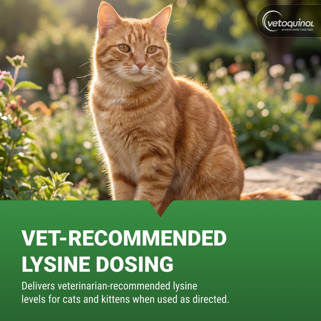Vetoquinol Enisyl-F Oral Paste: L-Lysine Supplement for Cats