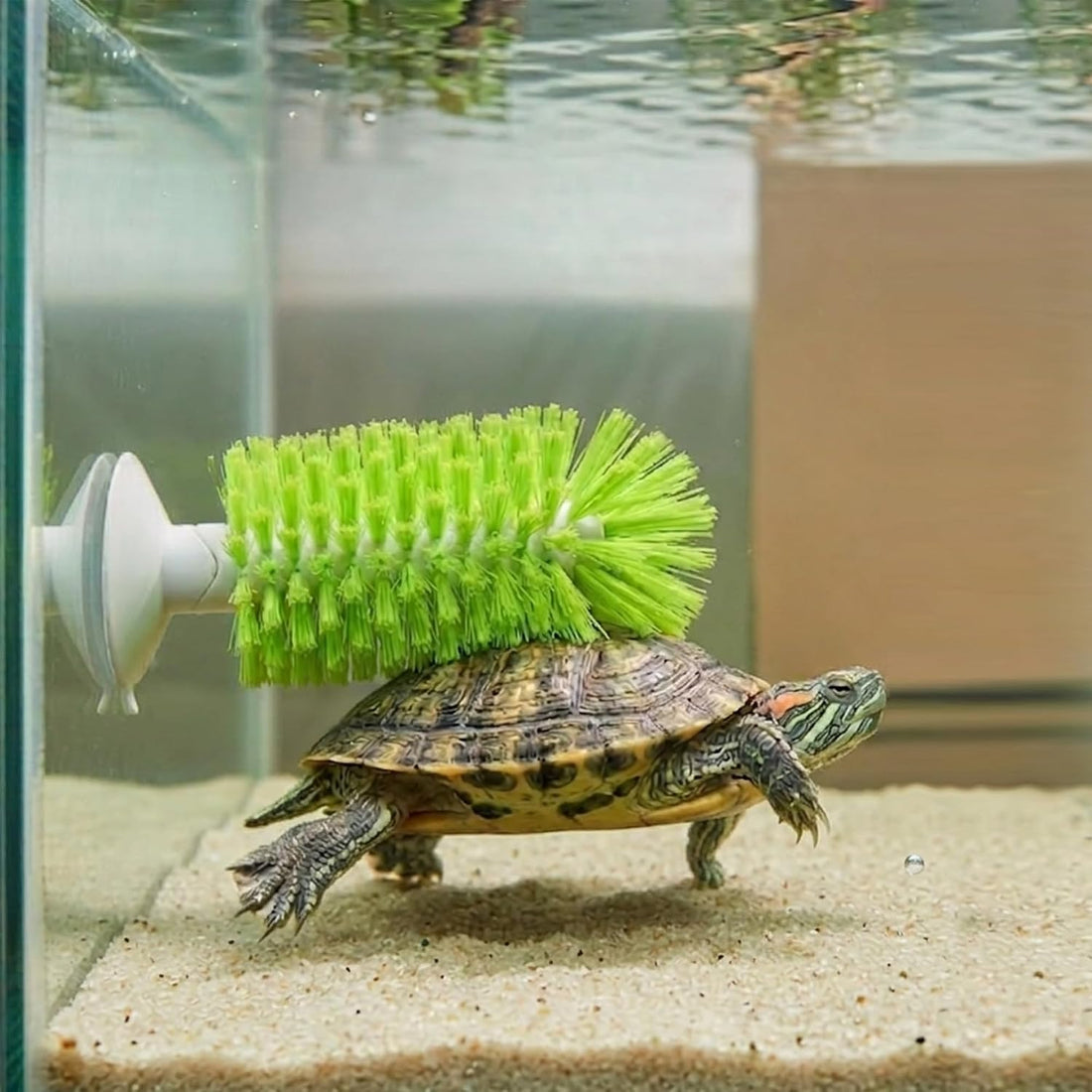 2-in-1 Turtle Brush and Feeder Ball Set, Turtle Tank Accessories